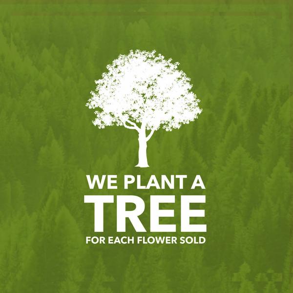 we plant a tree for each greeting card sold